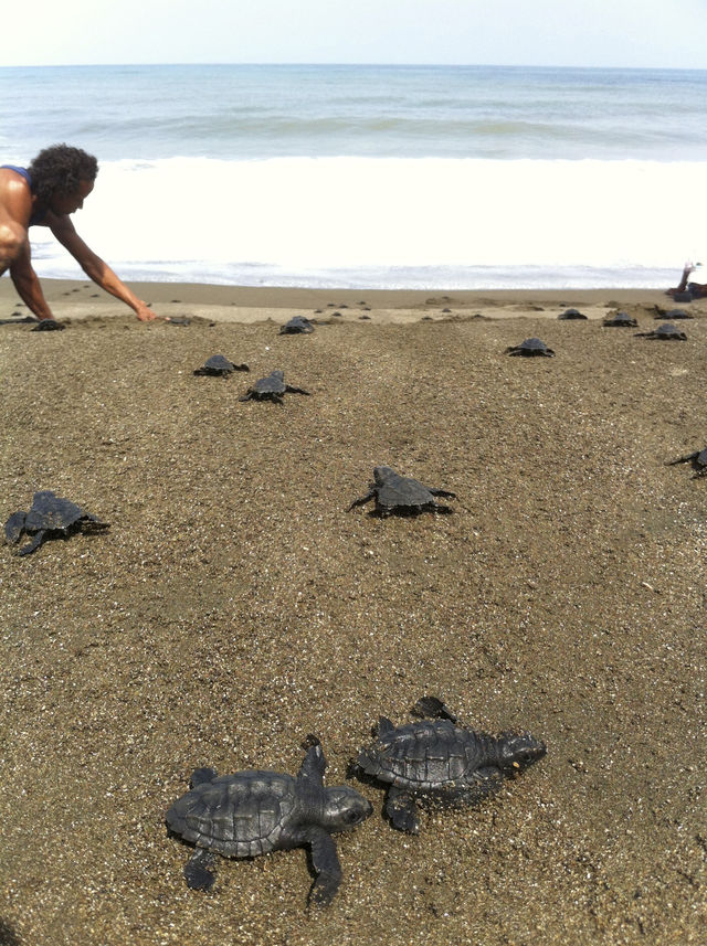 Rondreis Colombia Choco Nuqui El Cantil Ecolodge zeeschildpadjes op het strand