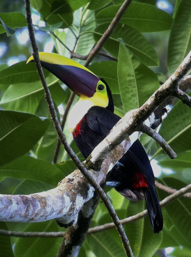 Rondreis Colombia Choco Nuqui El Cantil Ecolodge detail toekan in boom