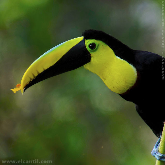 Rondreis Colombia Choco Nuqui El Cantil Ecolodge Toekan papayo