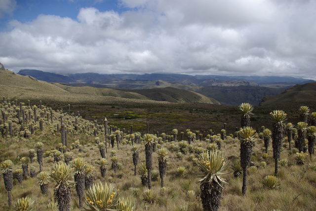 Rondreis Colombia Quindio Nevados NP vergezicht