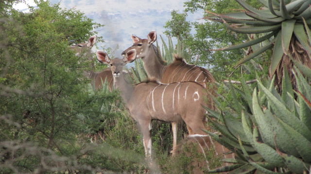 Rondreis Guesthouses in Zuid-Afrika - AmbianceTravel