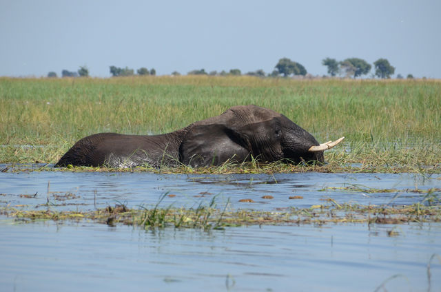Wildparken in Botswana, inividuele rondreis - AmbianceTravel