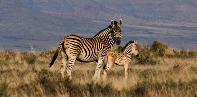 Rondreis Zuid-Afrika Mount Zebra National Paerk zebra's