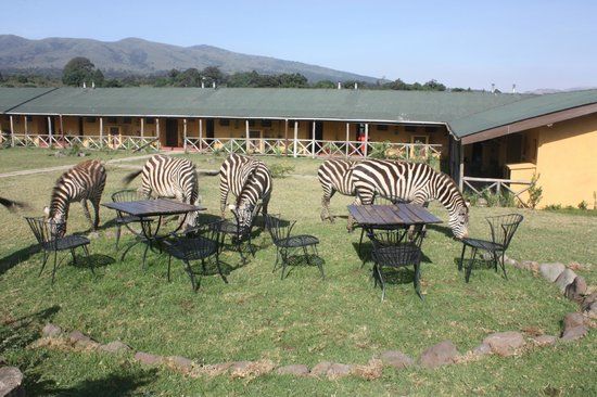 Rondreis wildparken van Tanzania- AmbianceTravel