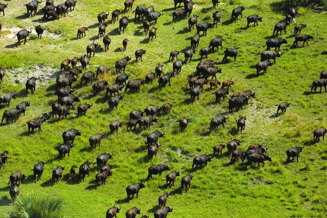 Rondreis Best of Botswana, combi met Vic Falls - AmbianceTravel