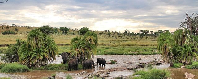 ri rondreis Tanzania Serengeti