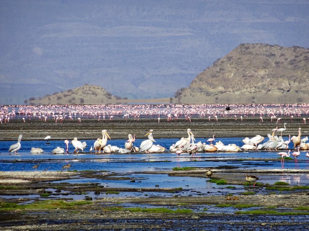 Rondreis wildparken van Tanzania- AmbianceTravel