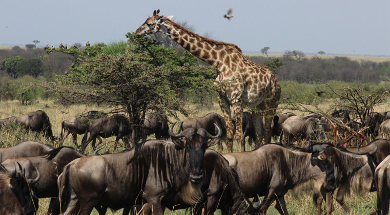 Rondreis wildparken van Tanzania- AmbianceTravel