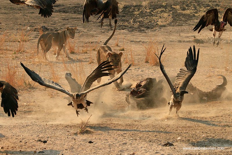De hoogtepunten van Malawi - AmbianceTravel
