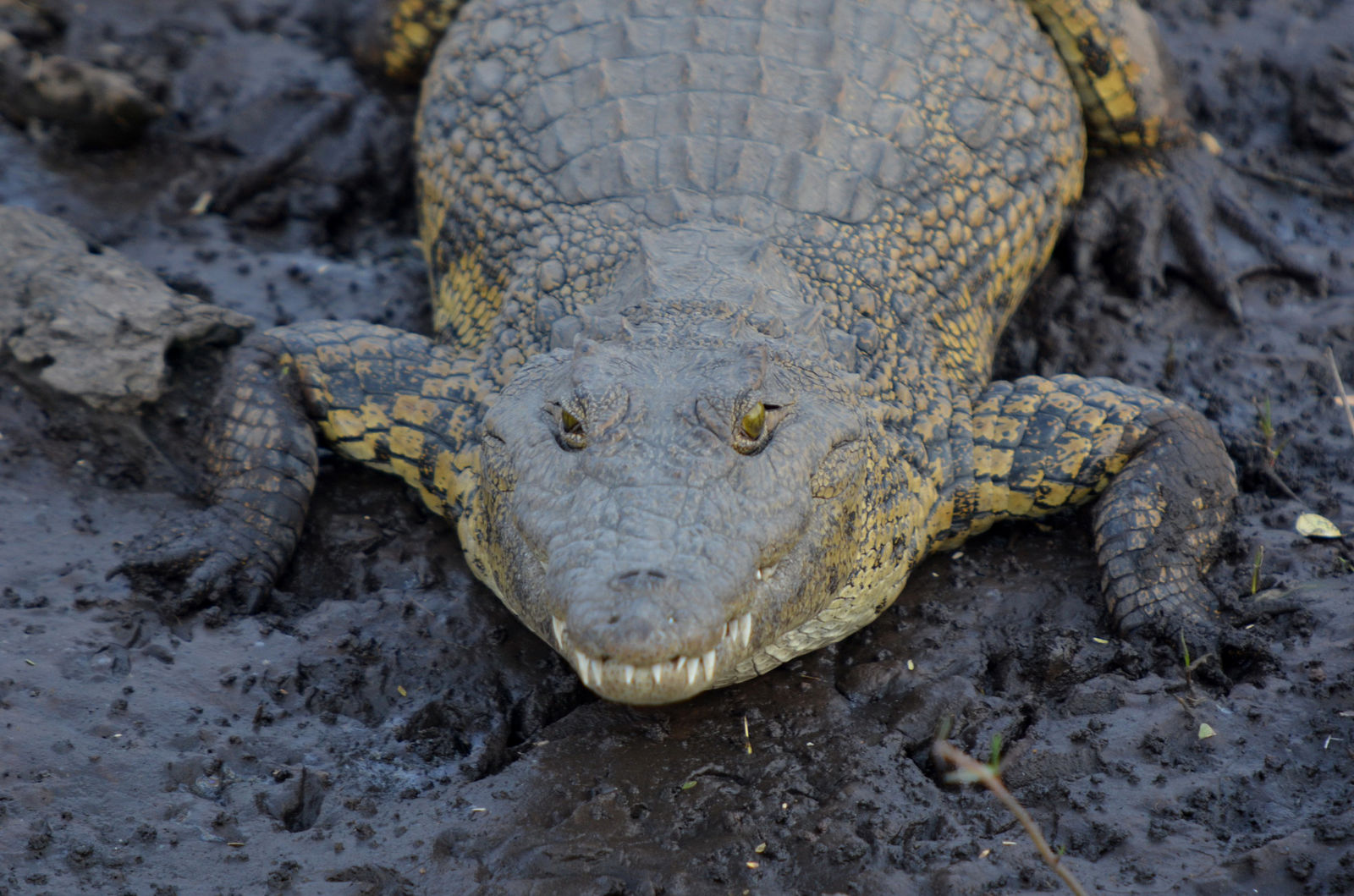 Okavango Delta in Botswana: je blijft je verwonderen - AmbianceTravel